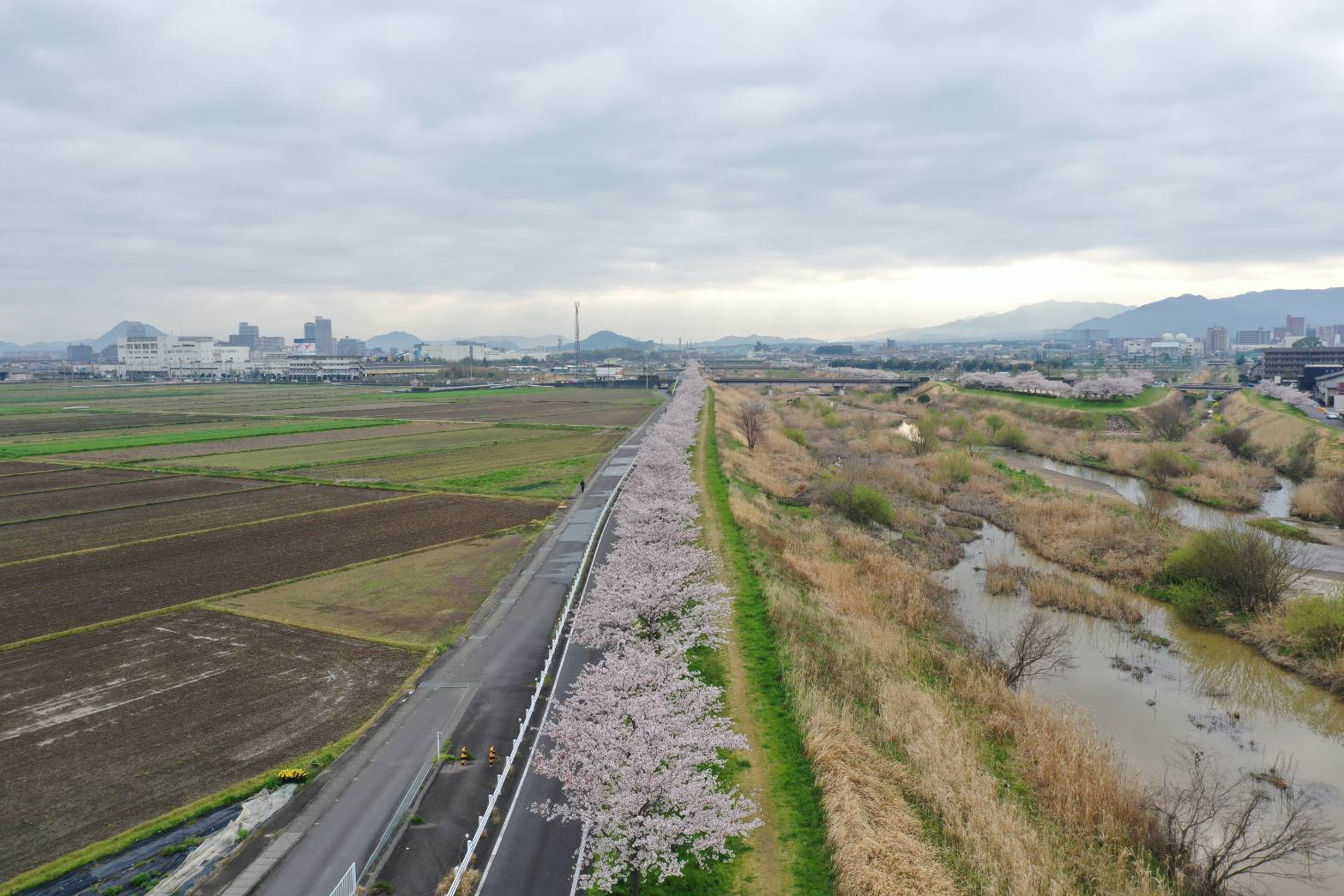 またまた卒業生様から素晴らしい空撮画像を頂きました。桜凄い。